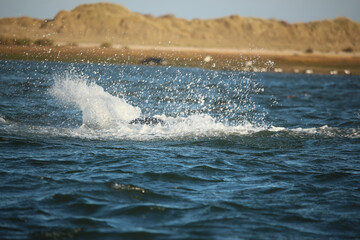 Common seals swimming and basking in the sun in the water and on the beaches around Blakeney, Norfolk, UK.