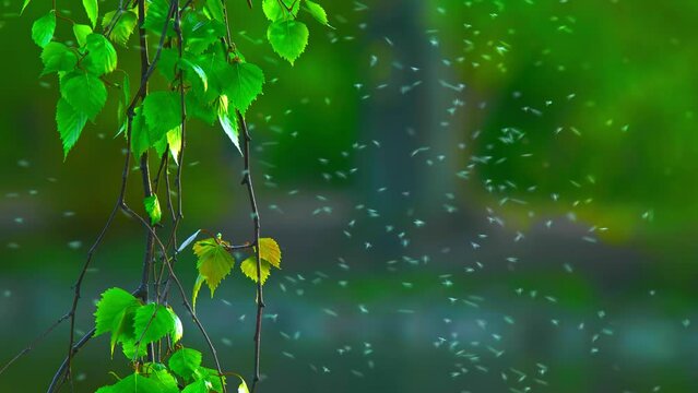 lil insert flying fast like bees close to the river. wildlife Nature trees, flowers, branches, beautiful greenish plants in Pildammsparken Malm&ouml; Sweden. Svenska Natur i malm&ouml;.