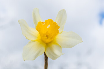 Fototapeta premium Beautiful fresh spring daffodils out in the Springtime.