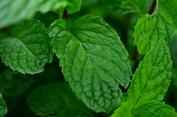 mint leaf close up