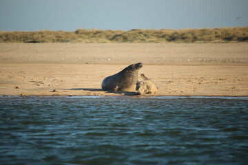 Common seals swimming and basking in the sun in the water and on the beaches around Blakeney,...