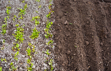 Crops planted in rich soil get ripe under sun. Plants grain sprout grow in black dirt. Cultivated land close up. Agriculture plant growing in bed row. Sprouting agricultural plant