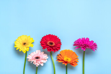Bouquet of gerberas on blue background Top view Flat lay Holiday greeting card Happy moter's day, 8 March, Valentine's day, Easter concept Copy space Mock up