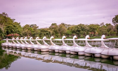Several white swan boats float on the pond in the Rama 9 public park with reflections on the water