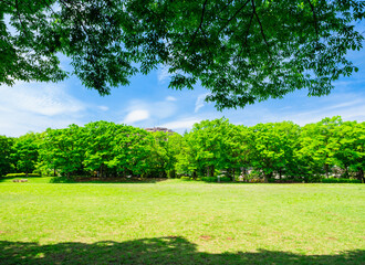 青空と新緑の公園