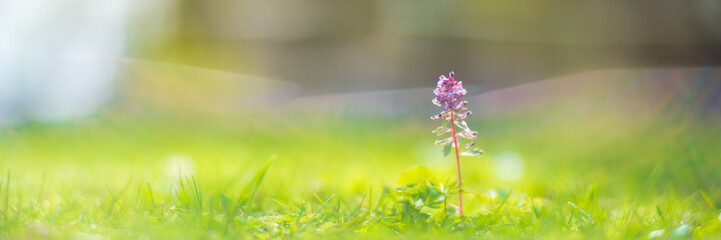 Background banner panorama of flowers in the yard. Beautiful natural panoramic countryside landscape. Selective focusing on foreground with strong blurry background.