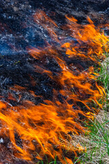 Burning old dry grass in garden. Flaming dry grass on a field. Forest fire. Stubble field is burned by farmer. Fire in the Field