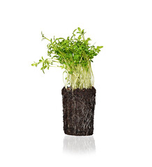 plant in a pot. seed ball. Seed bombing. earth balls. Guerrilla gardening. micro greens arugula sprouts.  isolated