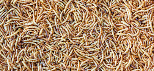 full frame of dried mealworms. Texture flour worms background. Worms pile for bird food. Animal concept
