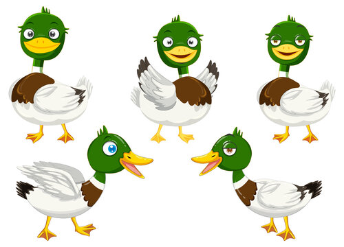 Cartoon mallard ducks set