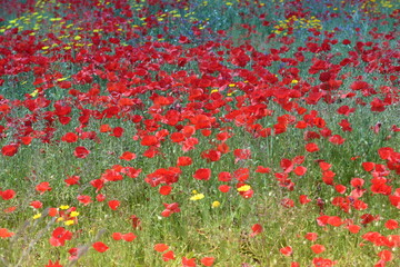 field of poppies