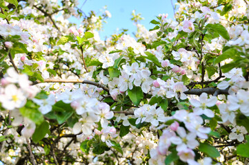seasonal apple blossom. apple tree flowers