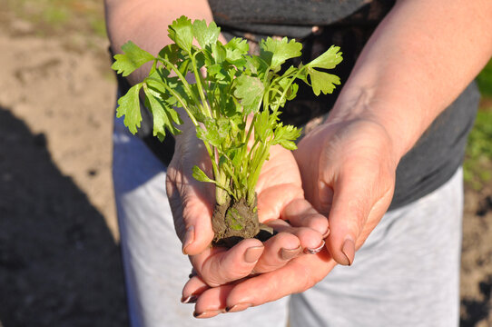 Seler seedlings in sleeve. Celer
