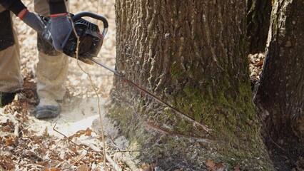 A lumberjack cuts a tree in the forest