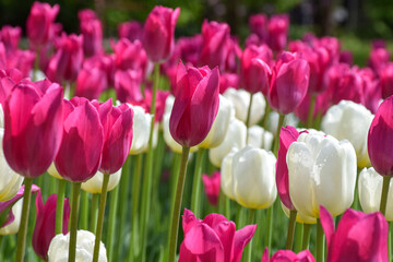 Pink and white tulips in the garden