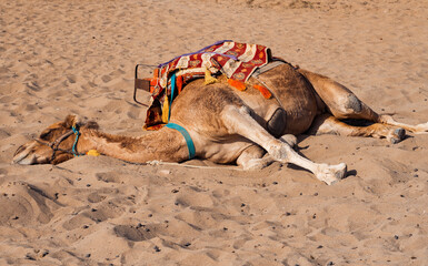 Camel for tourist trips resting on sand in a hot summer afternoon. Oriental camel rides very popular for the tourist. 