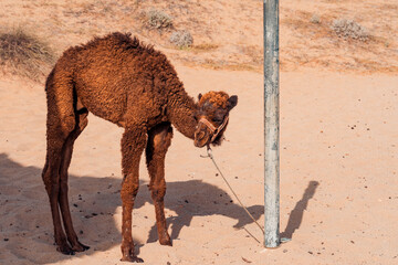 1 week old brown baby camel tied to a pole with rope.