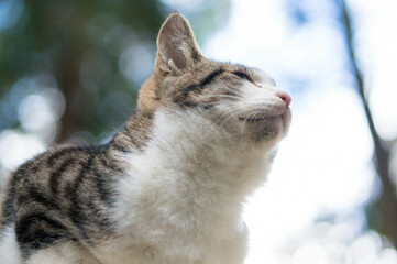 Wild cat living in a Japanese forest