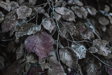 tree leaves frozen in winter. effect of cold on nature. a background of tree leaves