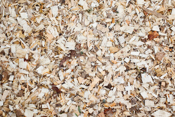 Close-up of a layer of sawdust from freshly sawn trees. Wood sawing waste used for heating.