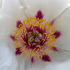 Fleur en gros plan dans le jardin suspendu du havre