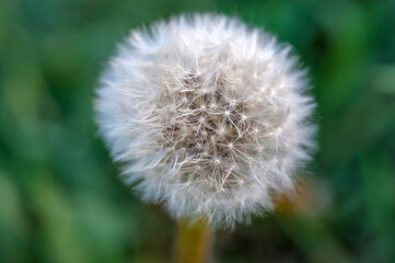 Obraz premium Balloon dandelion in spring in nature.
