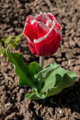 young red-white tulip with fringe on the petals, derived varieties