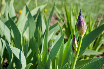 purple irises bud, navels of blooming flower detail on blurred background, close up