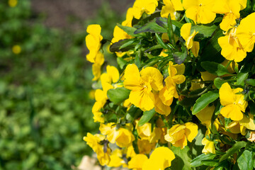 Beautiful yellow violet flowers closeup. Blooming pansy Viola Cornuta on a flowerbed