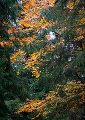 Forest with green, yellow and orange leaves in autumn