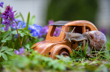 A large garden snail and a retro car in spring colors.