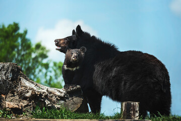 Fototapeta premium The Asian black bear (Ursus thibetanu ) 