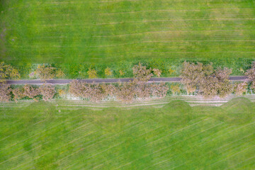 Aerial drone view of beautiful blossom trees in the spring time in the town of Harrogate, North Yorkshire UK showing the trees and freshly cut grass.