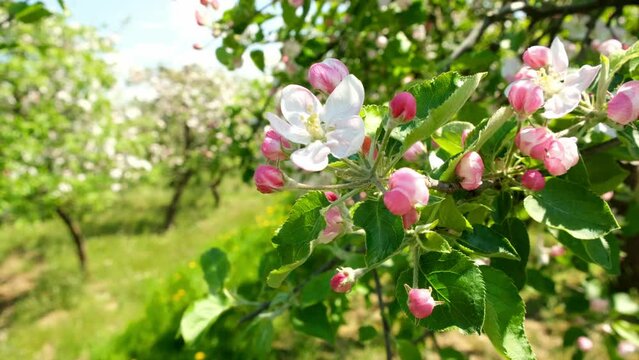 Apple blossom tree close up, sunny spring day with apple orchard in the background. Apple tree flowers.