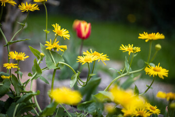 Spring garden flowers