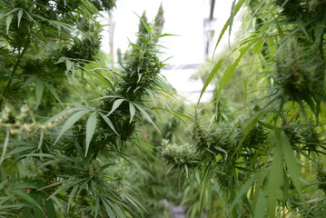 Cannabis plants grown in commercial gardens are legal for medical purposes.