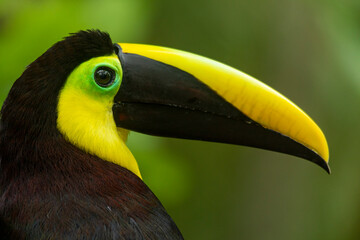 Obraz premium Black-mandibled Toucan (Ramphastos ambiguus) formerly known as Chestnut-mandilbled Toucan, Colombia