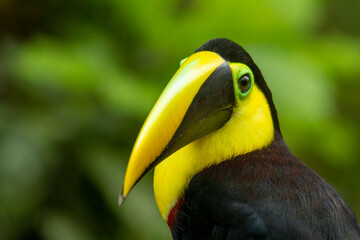 Black-mandibled Toucan (Ramphastos ambiguus) formerly known as Chestnut-mandilbled Toucan, Colombia