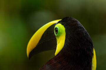Black-mandibled Toucan (Ramphastos ambiguus) formerly known as Chestnut-mandilbled Toucan, Colombia