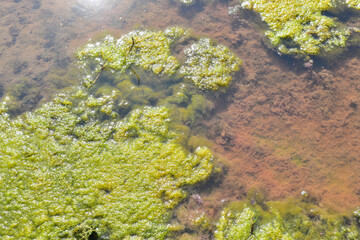 Algae blooming in the pond