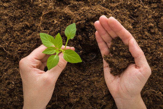 Young adult woman hands planting green small paprika plant in hole of dark brown ground. Closeup. Point of view shot. Preparation work in garden. Top down view.