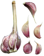 Garlic and garlic cloves isolated on white background