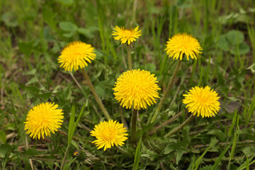 Beautiful yellow dandelion flowers growing outdoors, closeup