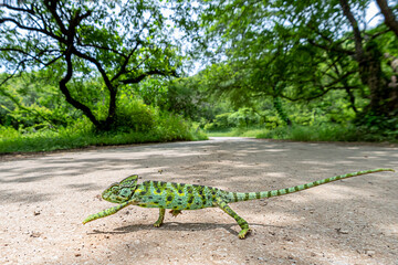 Chameleons or chamaeleons (family Chamaeleonidae) 