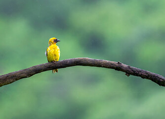 R&uuml;ppell's weaver (Ploceus galbula) is a species of bird in the family Ploceidae