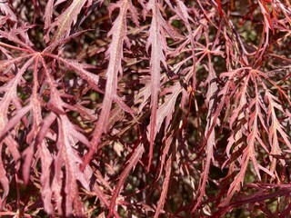 the red leaves of an ornamental shrub