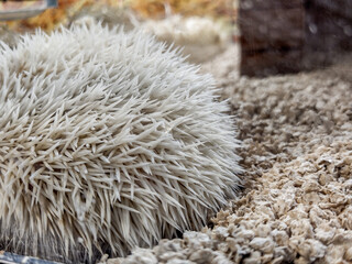 white hedgehog - closeup view