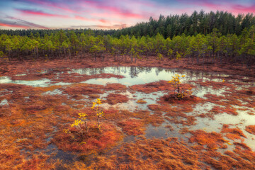 Autumn in the swamp. Natural landscape in the  Swamp Lammin-Suo National Park with swamp, yellowed grass, and small pine trees.