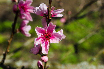 Close-up of pink flowers on a peach in spring.