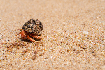 Little crab with a shell on the beach, beautiful holiday seaside photos